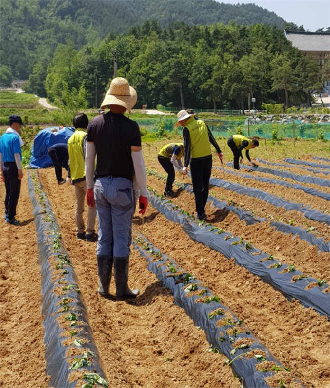 농촌 일손돕기 봉사활동 사진